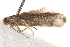  ( - BIOUG19453-E09)  @12 [ ] CreativeCommons - Attribution (2015) CBG Photography Group Centre for Biodiversity Genomics