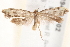  ( - BIOUG19453-F02)  @12 [ ] CreativeCommons - Attribution (2015) CBG Photography Group Centre for Biodiversity Genomics