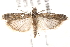  ( - BIOUG19526-A12)  @13 [ ] CreativeCommons - Attribution (2015) CBG Photography Group Centre for Biodiversity Genomics