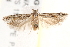  ( - BIOUG19528-B10)  @13 [ ] CreativeCommons - Attribution (2015) CBG Photography Group Centre for Biodiversity Genomics