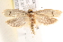  ( - BIOUG19528-C05)  @13 [ ] CreativeCommons - Attribution (2015) CBG Photography Group Centre for Biodiversity Genomics