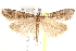  ( - BIOUG19528-D12)  @15 [ ] CreativeCommons - Attribution (2015) CBG Photography Group Centre for Biodiversity Genomics