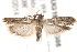  ( - BIOUG19528-G05)  @13 [ ] CreativeCommons - Attribution (2015) CBG Photography Group Centre for Biodiversity Genomics