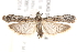  ( - BIOUG19528-H08)  @13 [ ] CreativeCommons - Attribution (2015) CBG Photography Group Centre for Biodiversity Genomics