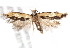  ( - BIOUG19647-E01)  @15 [ ] CreativeCommons - Attribution (2015) CBG Photography Group Centre for Biodiversity Genomics