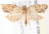  ( - BIOUG19647-E09)  @13 [ ] CreativeCommons - Attribution (2015) CBG Photography Group Centre for Biodiversity Genomics