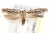 ( - BIOUG19647-F08)  @13 [ ] CreativeCommons - Attribution (2015) CBG Photography Group Centre for Biodiversity Genomics