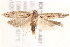  ( - BIOUG19648-A07)  @13 [ ] CreativeCommons - Attribution (2015) CBG Photography Group Centre for Biodiversity Genomics