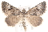  ( - BIOUG19648-D02)  @15 [ ] CreativeCommons - Attribution (2015) CBG Photography Group Centre for Biodiversity Genomics