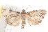  ( - BIOUG19648-E06)  @14 [ ] CreativeCommons - Attribution (2015) CBG Photography Group Centre for Biodiversity Genomics