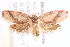  ( - BIOUG19648-F09)  @13 [ ] CreativeCommons - Attribution (2015) CBG Photography Group Centre for Biodiversity Genomics