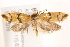  ( - BIOUG19648-H04)  @12 [ ] CreativeCommons - Attribution (2015) CBG Photography Group Centre for Biodiversity Genomics