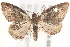  ( - BIOUG19649-B03)  @14 [ ] CreativeCommons - Attribution (2015) CBG Photography Group Centre for Biodiversity Genomics