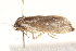  ( - BIOUG19649-D08)  @13 [ ] CreativeCommons - Attribution (2015) CBG Photography Group Centre for Biodiversity Genomics