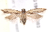  ( - BIOUG19649-G03)  @14 [ ] CreativeCommons - Attribution (2015) CBG Photography Group Centre for Biodiversity Genomics