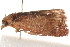  ( - BIOUG19649-G06)  @12 [ ] CreativeCommons - Attribution (2015) CBG Photography Group Centre for Biodiversity Genomics