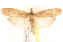  ( - BIOUG19650-A03)  @15 [ ] CreativeCommons - Attribution (2015) CBG Photography Group Centre for Biodiversity Genomics
