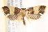  ( - BIOUG19650-A05)  @14 [ ] CreativeCommons - Attribution (2015) CBG Photography Group Centre for Biodiversity Genomics