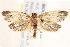  ( - BIOUG19650-A12)  @14 [ ] CreativeCommons - Attribution (2015) CBG Photography Group Centre for Biodiversity Genomics