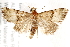  ( - BIOUG19650-G02)  @13 [ ] CreativeCommons - Attribution (2015) CBG Photography Group Centre for Biodiversity Genomics