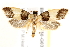  ( - BIOUG19650-G03)  @13 [ ] CreativeCommons - Attribution (2015) CBG Photography Group Centre for Biodiversity Genomics