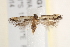  ( - BIOUG19651-C12)  @13 [ ] CreativeCommons - Attribution (2015) CBG Photography Group Centre for Biodiversity Genomics