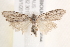  ( - BIOUG19651-E06)  @13 [ ] CreativeCommons - Attribution (2015) CBG Photography Group Centre for Biodiversity Genomics