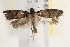  ( - BIOUG19651-E07)  @12 [ ] CreativeCommons - Attribution (2015) CBG Photography Group Centre for Biodiversity Genomics