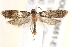  ( - BIOUG19651-E10)  @12 [ ] CreativeCommons - Attribution (2015) CBG Photography Group Centre for Biodiversity Genomics