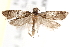  ( - BIOUG19651-F09)  @13 [ ] CreativeCommons - Attribution (2015) CBG Photography Group Centre for Biodiversity Genomics