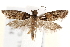  ( - BIOUG19651-G01)  @13 [ ] CreativeCommons - Attribution (2015) CBG Photography Group Centre for Biodiversity Genomics