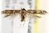  ( - BIOUG19651-G07)  @14 [ ] CreativeCommons - Attribution (2015) CBG Photography Group Centre for Biodiversity Genomics