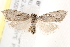  ( - BIOUG19651-H06)  @14 [ ] CreativeCommons - Attribution (2015) CBG Photography Group Centre for Biodiversity Genomics