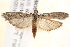  ( - BIOUG19952-B03)  @15 [ ] CreativeCommons - Attribution (2015) CBG Photography Group Centre for Biodiversity Genomics