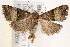 ( - BIOUG19952-C04)  @13 [ ] CreativeCommons - Attribution (2015) CBG Photography Group Centre for Biodiversity Genomics