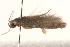  ( - BIOUG19952-G08)  @12 [ ] CreativeCommons - Attribution (2015) CBG Photography Group Centre for Biodiversity Genomics