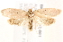  ( - BIOUG19953-B01)  @15 [ ] CreativeCommons - Attribution (2015) CBG Photography Group Centre for Biodiversity Genomics