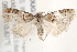  ( - BIOUG19953-C01)  @14 [ ] CreativeCommons - Attribution (2015) CBG Photography Group Centre for Biodiversity Genomics