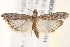  ( - BIOUG19953-D11)  @13 [ ] CreativeCommons - Attribution (2015) CBG Photography Group Centre for Biodiversity Genomics