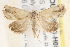  ( - BIOUG19953-H05)  @15 [ ] CreativeCommons - Attribution (2015) CBG Photography Group Centre for Biodiversity Genomics
