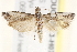  ( - BIOUG19953-H07)  @13 [ ] CreativeCommons - Attribution (2015) CBG Photography Group Centre for Biodiversity Genomics