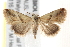  ( - BIOUG19954-A11)  @15 [ ] CreativeCommons - Attribution (2015) CBG Photography Group Centre for Biodiversity Genomics