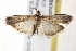  ( - BIOUG19954-B01)  @13 [ ] CreativeCommons - Attribution (2015) CBG Photography Group Centre for Biodiversity Genomics