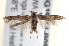  ( - BIOUG19954-B09)  @13 [ ] CreativeCommons - Attribution (2015) CBG Photography Group Centre for Biodiversity Genomics