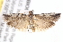  ( - BIOUG19954-C07)  @12 [ ] CreativeCommons - Attribution (2015) CBG Photography Group Centre for Biodiversity Genomics