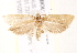  ( - BIOUG19954-F07)  @14 [ ] CreativeCommons - Attribution (2015) CBG Photography Group Centre for Biodiversity Genomics