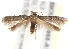  (Blastobasis AUS3 - BIOUG19955-A12)  @15 [ ] CreativeCommons - Attribution (2015) CBG Photography Group Centre for Biodiversity Genomics