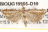  ( - BIOUG19955-D10)  @13 [ ] CreativeCommons - Attribution (2015) CBG Photography Group Centre for Biodiversity Genomics