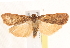  ( - BIOUG19955-F04)  @14 [ ] CreativeCommons - Attribution (2015) CBG Photography Group Centre for Biodiversity Genomics