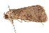  ( - BIOUG20227-B04)  @12 [ ] CreativeCommons - Attribution (2015) CBG Photography Group Centre for Biodiversity Genomics